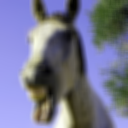 horse_128